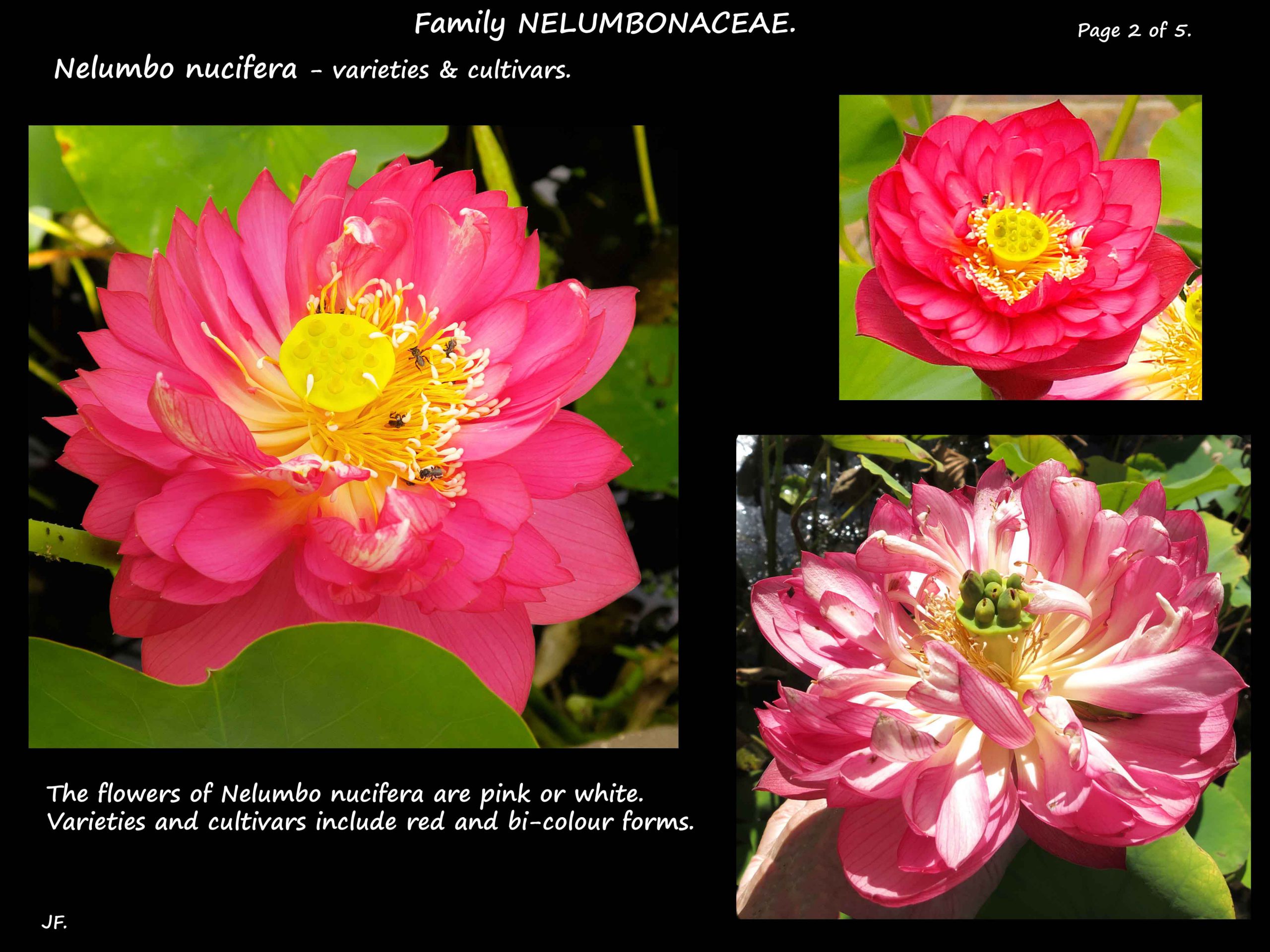 2 Nelumbo nucifera flowers